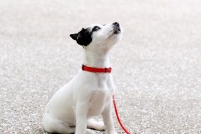 Black and white dog outdoors