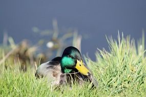 drake with bright color on the grass close up