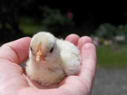 beautiful and amazing small Chick