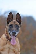 Portrait of Malinois