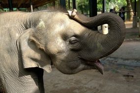 elephant in a circus animal