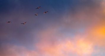 Birds and clouds
