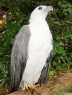 wildlife Eagle Bird