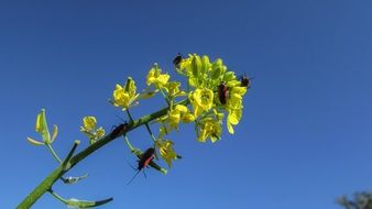 Beetles on yellow flower