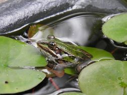 small frog sits in a pond