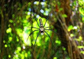 Nephila pilipes, Spider on cobweb