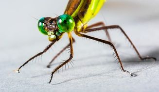 closeup of dragonfly's head