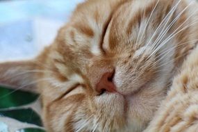 sleepy red cat