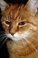 adorable and cute Red Cat
