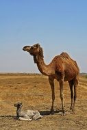 Animals Camel Desert