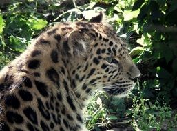 wondrous Leopard Cat