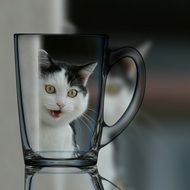 curious cat through glass cup