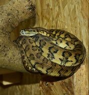 resting carpet python