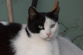 black and white cat with green eyes