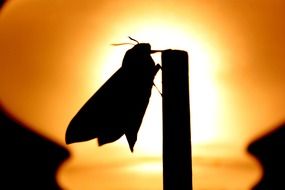 landscape with butterfly silhouette at sunset