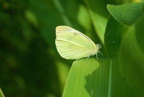 Green butterfly on green leaf