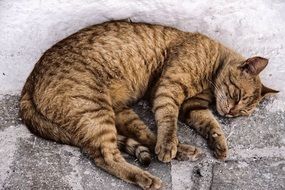 the kitten is sleeping on the ground