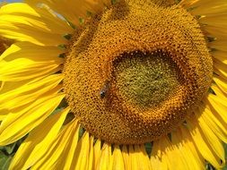 bee on bright Sunflower