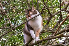 tricolor cat climbed the tree