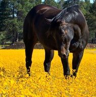 cute beautiful Horse