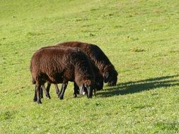 adorable and cute Sheeps Pasture