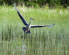 Picture of Herodias ardea in the wildlife