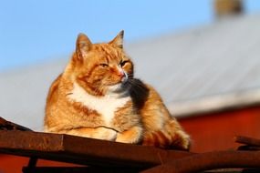 red cat on the roof