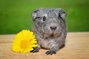 gray guinea pig and yellow flower