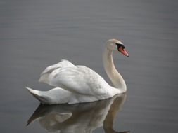 white Swan with open wings on calm water