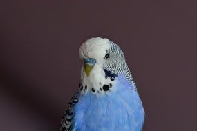 budgie with blue breast