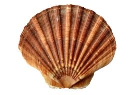 isolated brown seashell