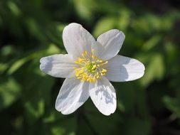 beautiful wood anemone blossom