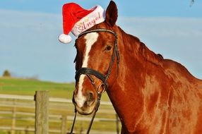 graceful domestic horse in Santa hat