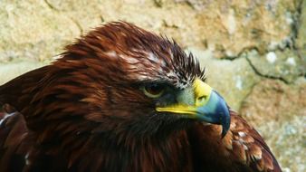 Colorful eagle near the cliff
