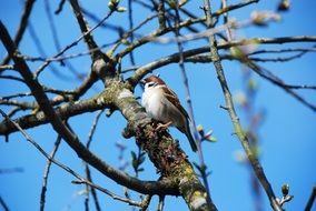 perched Sparrow at spring