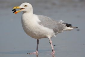 portrait of wild seagull with mussel in beak