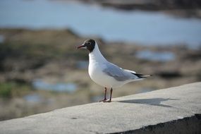 Black-headed gull in wildlife