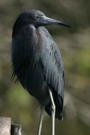 black heron in the wild