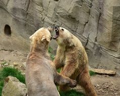 fight of a beares in the aviary