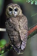 northern spotted owl on a branch