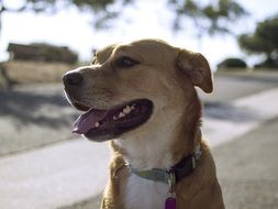 Dog in collar sits outdoor