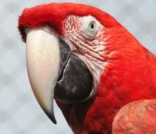 head of macaw parrot