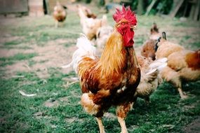 Cock on a farm