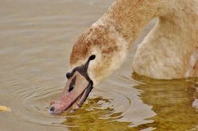Swan on the water