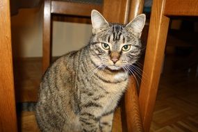 Cut domestic cat sits under chair