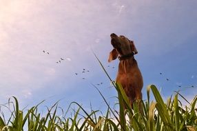 Dog in Prairie