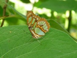 green butterfly on leaf