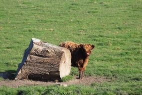 ox on the green meadow