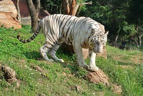 white tiger is a rare species