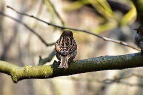 sparrow on a tree branch